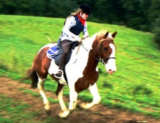 Location et vente de chevaux